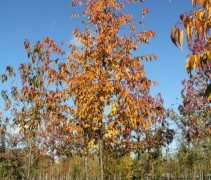 Prunus Accolade ofwel Sierkers 'Accolade' op onze kwekerij in Gelderland