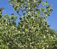 Liriodendron tulipifera 'Snowbird' - Tulpenboom 'Snowbird' - 4