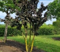 Sambucus nigra 'Black Tower'  - Zuil vlier 'Black Tower' - 1