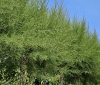 Tamarix tetrandra - Tamarisk - 2