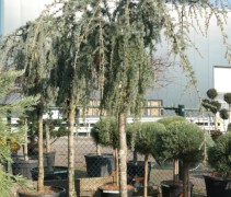 Cedrus Libani 'Glauca Pendula'