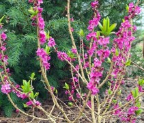 Daphne mezereum 'Rubra'