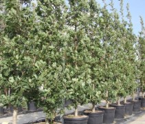 Quercus x Bimundorum 'Crimschmidt'