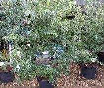 Cornus kousa