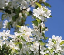 Malus Golden Hornet