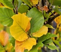 Fagus sylvatica 'Dawyck' - Beuk 'Dawyck' - herfstverkleuring van groen naar geel en bruin