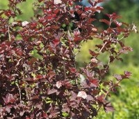 Physocarpus opulifolius 'Lady In Red' - Blaasspiraea 'Lady In Red' - 2
