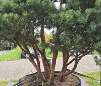 Pinus sylvestris 'Watereri' - Dwerg grove den 'Watereri' - 2