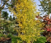 Ginkgo biloba 'Eiffel' - Japanse Notenboom 'Eiffel', struik - 6