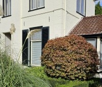 Acer palmatum - Japanse Esdoorn - bolvormige snoeivorm in septemberkleuren
