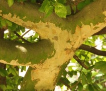 Parrotia persica takken veterane boom