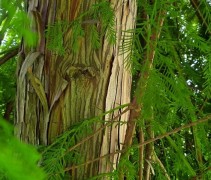 Taxodium distichum 'Pendulum'