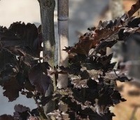 Fagus sylvatica 'Rohan Obelisk' - Beuk 'Rohan Obelisk' - 2