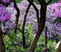 Rhododendron 'Roseum Elegans' - Rododendron 'Roseum Elegans' - 1