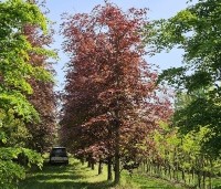 Fagus sylvatica 'Atropunicea' - Rode beuk - 1