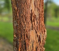 Acer griseum x nikoense - Papieresdoorn nikoense - 3