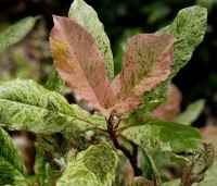 Photinia serratifolia 'Pink Crispy' - bontbladige glansmispel - 2