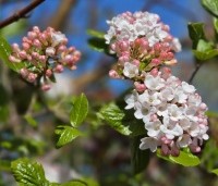 Viburnum Burkwoodii - Sneeuwbal Burkwoodii - 3