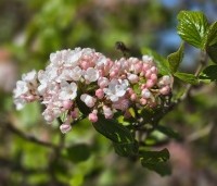 Viburnum Burkwoodii - Sneeuwbal Burkwoodii - 2