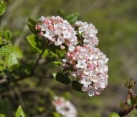 Viburnum Burkwoodii - Sneeuwbal Burkwoodii - 1