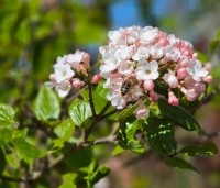 Viburnum Burkwoodii - Sneeuwbal Burkwoodii - 4