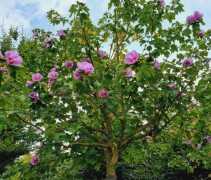 Hibiscus 'Resi'