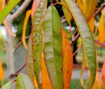 Prunus persica 'Madame Blanchet'