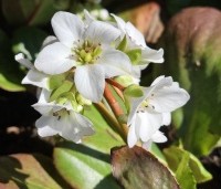 Bergenia 'Bressingham White' per kist a 24 st. - Schoenlappersplant wit - 1