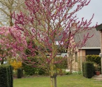 Cercis canadensis