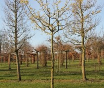 Cornus Mas boomvorm