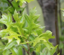 Quercus palustris 'Green Pillar'