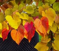Cercis canadensis 'Eternal Flame' - Amerikaanse Judasboom 'Eternal Flame' - 2