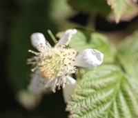 Rubus 'Loganberry' - Loganbes - 1