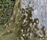 Acer pseudoplatanus - Gewone esdoorn - 1