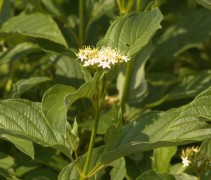 Bloem Cornus sericea 'Flaviramea'