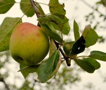 Malus domestica 'Lombarts Calville'