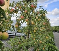 Malus dom. 'Pinova' - Malus dom. 'Pinova' - 2