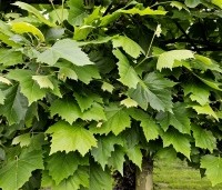 Platanus hispanica - Plataan - 3