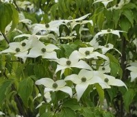 Cornus kousa 'Milky Way' - Japanse grootbloemige Kornoelje - 1