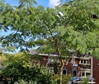 Albizia julibrissin 'Ombrella' - Perzische slaapboom 'Ombrella' - 1