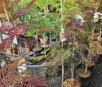 Albizia julibrissin 'Summer Chocolate' - Perzische slaapboom 'Summer Chocolate' - 2