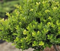 Ilex crenata 'Green Hedge' - Japanse hulst - 1