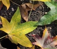 Liquidambar styraciflua - Amberboom - 2