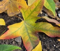 Liquidambar styraciflua - Amberboom - 3