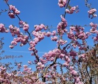 Prunus serrulata 'Kiku-shidare-zakura' - Japanse sierkers 'Kiku-shidare-zakura' - 1