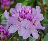 Rhododendron ponticum - Wilde rhododendron - 3