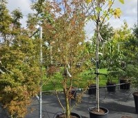 Prunus 'Pandora' - Sierkers 'Pandora' - 2