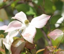 Cornus kousa 'China Girl'
