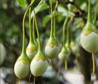 Styrax japonicus - Storaxboom - 4
