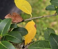 Osmanthus x burkwoodii - Schijnhulst - bladwisseling in de winterperiode